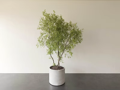 Bonsai Plant in White Cylindrical Pot on Gray Table Indoor Decor 3d model