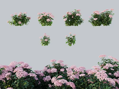 Vibrant Pink Garden Flowers With Lush Green Leaves In Various Cluster Arrangements 3d model