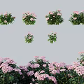 Vibrant Pink Garden Flowers With Lush Green Leaves In Various Cluster Arrangements