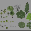 Diverse Collection of Trees Featuring Palm Coniferous Broadleaf and Other Varieties