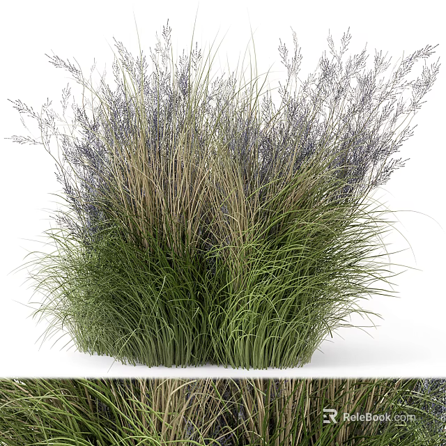 Lush Green And Purple Leafy Shrubs With Feathery Foliage In Natural Growth Form 3d model 