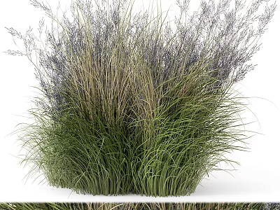 Lush Green And Purple Leafy Shrubs With Feathery Foliage In Natural Growth Form 3d model