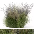 Lush Green And Purple Leafy Shrubs With Feathery Foliage In Natural Growth Form