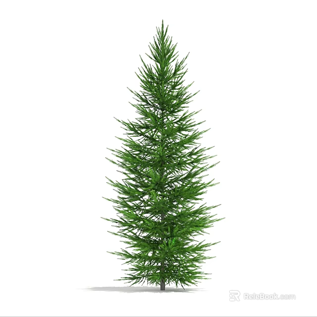 Tall Evergreen Arbor With Lush Green Foliage And Coniferous Branches 3d model 