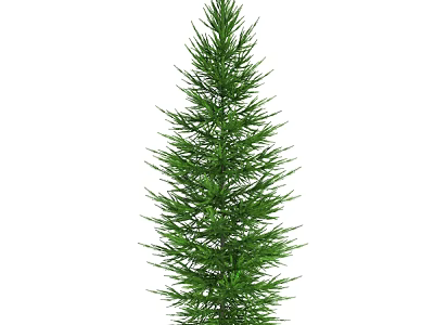 Tall Evergreen Arbor With Lush Green Foliage And Coniferous Branches 3d model