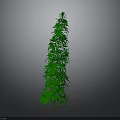 Tall Green Plant with Dense Leaves and Slender Shape Against Gray Background