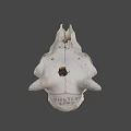 Natural Animal Skull With Horns Teeth And Detailed Bone Structure Displayed