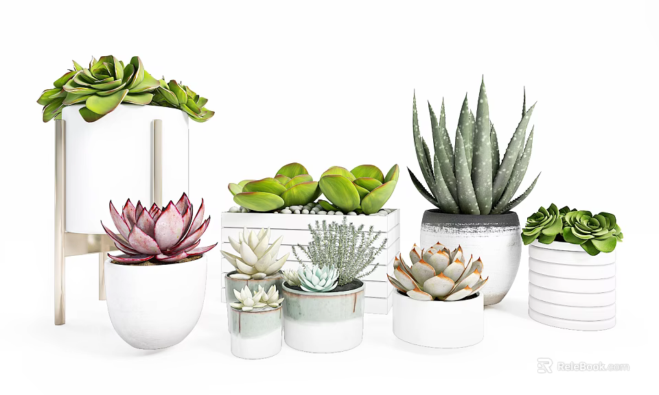 Modern Minimalist Succulents in Various Shapes Sizes White Pots with Green Pink Foliage 3d model 