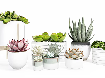 Modern Minimalist Succulents in Various Shapes Sizes White Pots with Green Pink Foliage 3d model