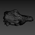 White Animal Skull With Detailed Skeletal Structure On Black Background
