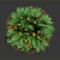Home Decor Corn Plant with Yellow Cobs Green Leaves on Soil Base