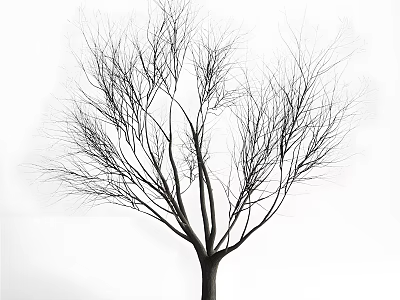 Bare Leafless Tree With Intricate Branch Structure Isolated On White Background 3d model