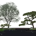 Landscape Tree Landscape Tree Pool Pohan Pine Arbor Pine 3d model