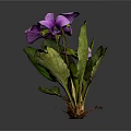 Vibrant Plant With Green Leaves And Stunning Purple Flowers In Bloom