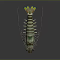 Detailed 3D Rendered Shrimp Featuring Green Brown Stripes Long Antennae Transparent Body On Black Background