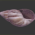 Natural Striped Conch Shell Decorative Ornament With White And Brown Pattern For Home Decor