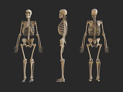 Human Skeleton Limbs Anatomical Structure Display In Front Side Back Views 3d model