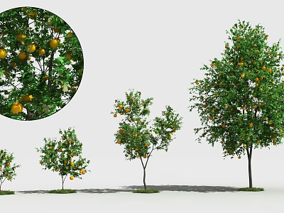 Arbor Trees in Various Sizes With Orange Fruits and Lush Green Leaves 3d model