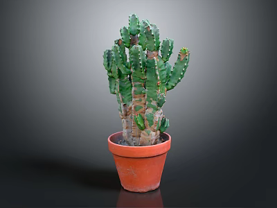 Healthy Green Cactus Plant Growing in Orange Clay Pot on Gray Background 3d model