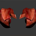 Detailed Limb Organs Anatomical Structure With Red Tissue And White Connective Parts