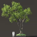 Tall Tree With Lush Green Foliage And Two People Standing Nearby