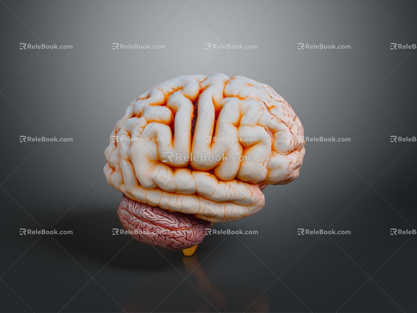 head structure brain human brain head planer face human head planer face human brain planer face head structure brain structure 3d model