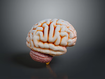 Medical Device 3D Anatomical Brain Model for Educational and Research Applications 3d model