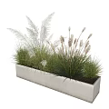 Bonsai Potted Plants With Ornamental Grasses In Concrete Planter For Natural Home Decor