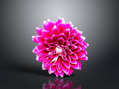 Pink Dahlia Flower with Layered Pink and White Petals on Dark Background with Reflection 3d model
