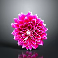 Pink Dahlia Flower with Layered Pink and White Petals on Dark Background with Reflection