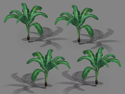 Four Banana Trees With Green Leaves And Natural Shadow Design Render 3d model