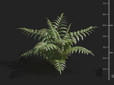 Lush Green Fern Plant with Feathery Fronds and Vibrant Healthy Foliage 3d model