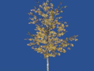 Tall Arbor Tree With Vibrant Yellow Leaves And White Trunk Against Blue Background 3d model