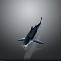 Blue And White Shark Model With Shiny Reflective Surface On Gray Background 3d model