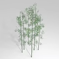 Tall Green Bamboo Plants With Lush Leaves And Slender Stalks For Garden Landscaping