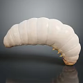 White Segmented Larva With Small Spines On Dark Reflective Surface