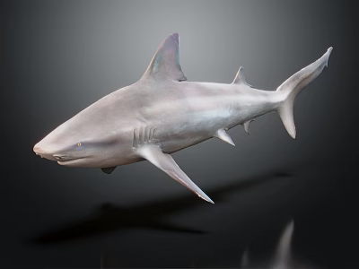 Realistic 3D Shark Model With Detailed Dorsal Fin And Body Features 3d model