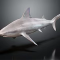 Realistic 3D Shark Model With Detailed Dorsal Fin And Body Features
