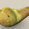 pear pear fragrant pear scan pear fruit 3d model