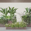 Potted Plants Display With Large Leafy Greens Small Greenery And White Flowers In Wooden Planters