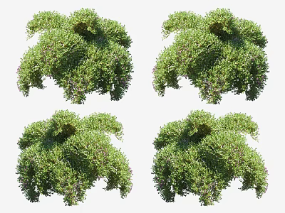 Lush Green Bushes With Dense Foliage And Small Purple Flower Blooms 3d model