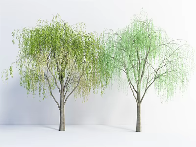 Two Tall Weeping Willow Trees With Green Foliage And Hanging Branches On White Background 3d model
