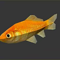 Golden Aquatic Animal Goldfish With Shiny Scales And Reflection On Dark Background