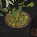 Green Pears In Copper Bowl Filled With Green Leaves Beside Glass Jar On Dark Table