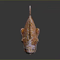 Mythical Fish Skeleton Creature With Anatomical Organs And Hair Like Scales