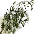 Clear Textured Glass Vase With Olive Branch Green Leaves And Olive Fruits For Home Decor