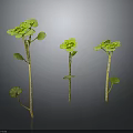 Three Green Plants With Round Leaves And Slender Stems In Growth State