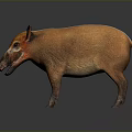 Wild Boar With Orange Fur And Red Eyes Standing On Gray Background