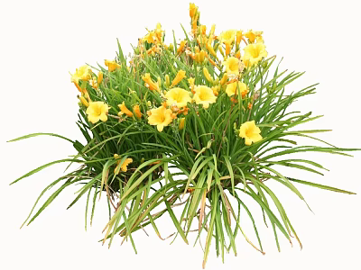Vibrant Yellow Flowers With Lush Green Grass In Natural Cluster 3d model