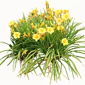 Vibrant Yellow Flowers With Lush Green Grass In Natural Cluster